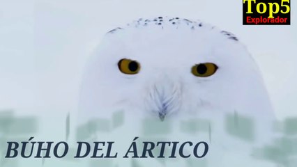 BÚHO DEL ÁRTICO | MINI DOCUMENTAL