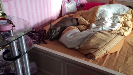 Caracal - Amazing wild cat