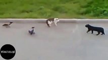 Kedileri Kavga Ettiren Kargalar