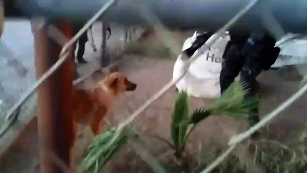 Polícia arrisca a própria vida para salvar cão de um autêntico inferno