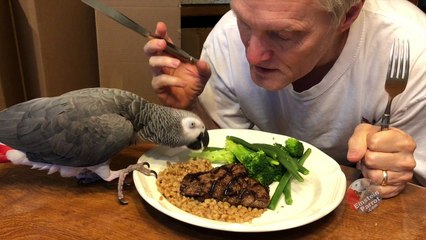 Parrot and owner share a meal and a special bond