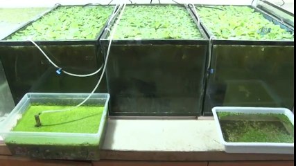 Yosun Benzinin Yerini Mi Alıyor Geleceğin Çevreci Yakıtı Biyodizel