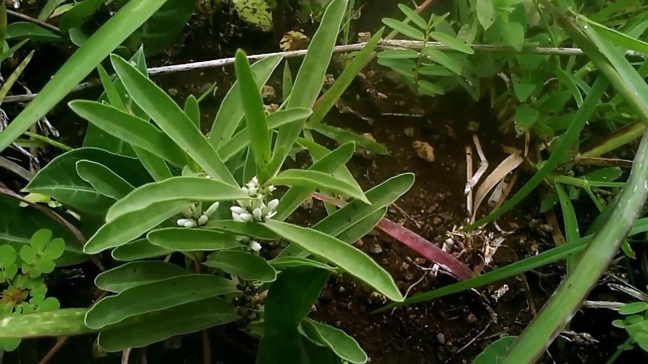 ईस औषधीके दुर्लभ ऊपयोग जरुर देखे \ a amazing herb that cures many ailments.