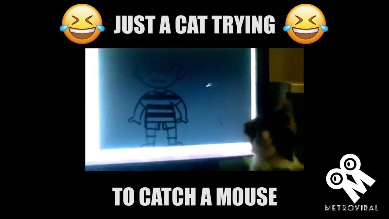 Funny Cat | Cat Trying To Catch A "Mouse"
