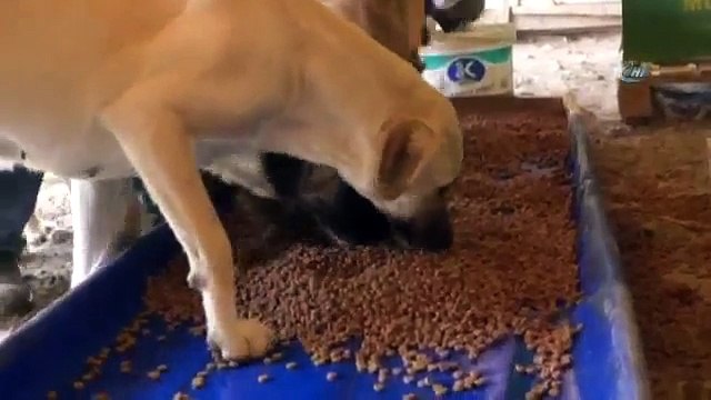 Ömrünü Sokak Köpeklerine Adadı