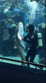 Un requin un peu collant avec le plongeur qui nettoie l'aquarium