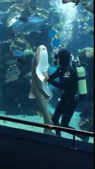 Un requin un peu collant avec le plongeur qui nettoie l'aquarium