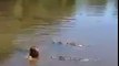 Entouré de 3 alligators, il nage tranquillement dans la rivière