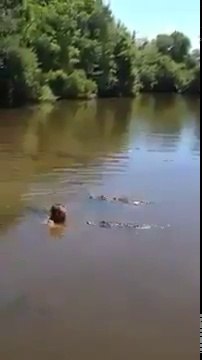 Entouré de 3 alligators, il nage tranquillement dans la rivière