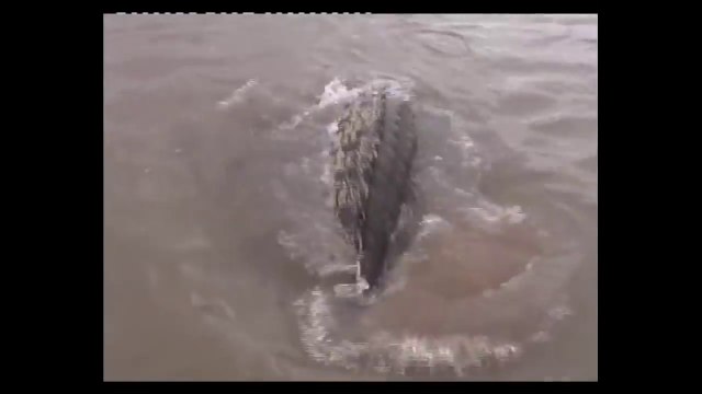 Ne jamais pecher dans des eaux troubles... Surtout si il y a des crocodiles