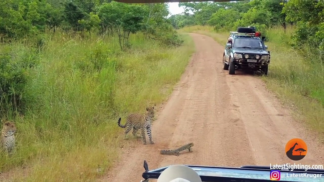 Ce lézard est bien décidé à tenir tête à un léo...