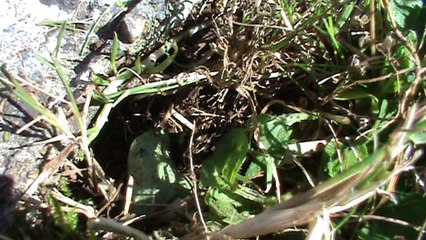 Fourmi noire des jardins filmée en Bretagne