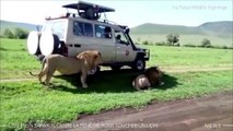 Ce touriste inconscient tente de toucher un lion lors d'un safari