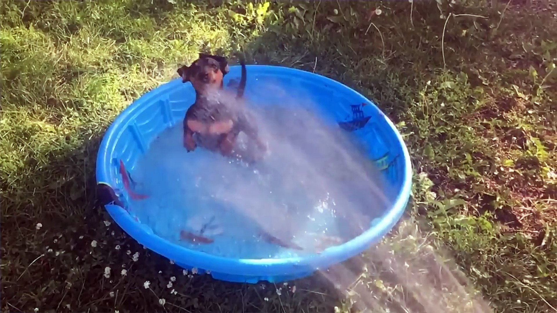 ⁣Funniest Pets Playing with Water Compilation of 2018 _ Funny Pet Videos