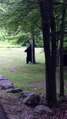 Bear Scratches Himself on Telephone Pole