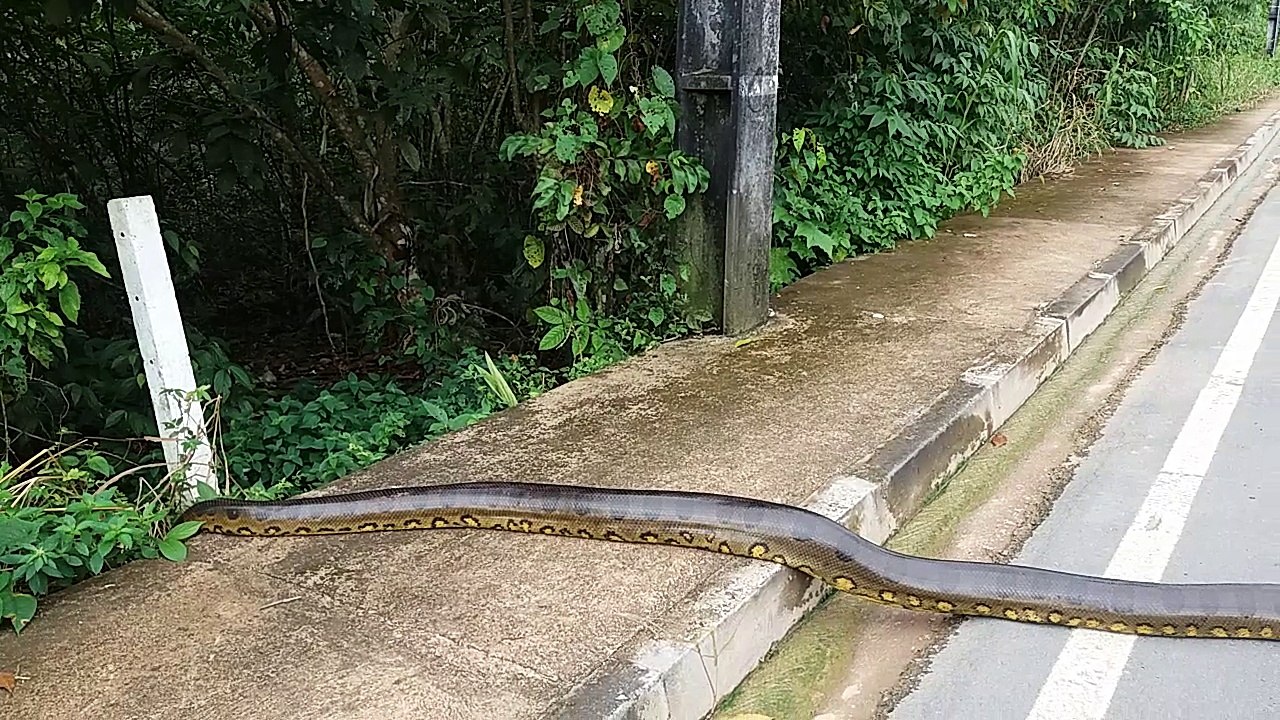 Anaconda Crossing!