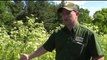 Experts Warn About Poisonous Plant Growing Rampant in Pennsylvania