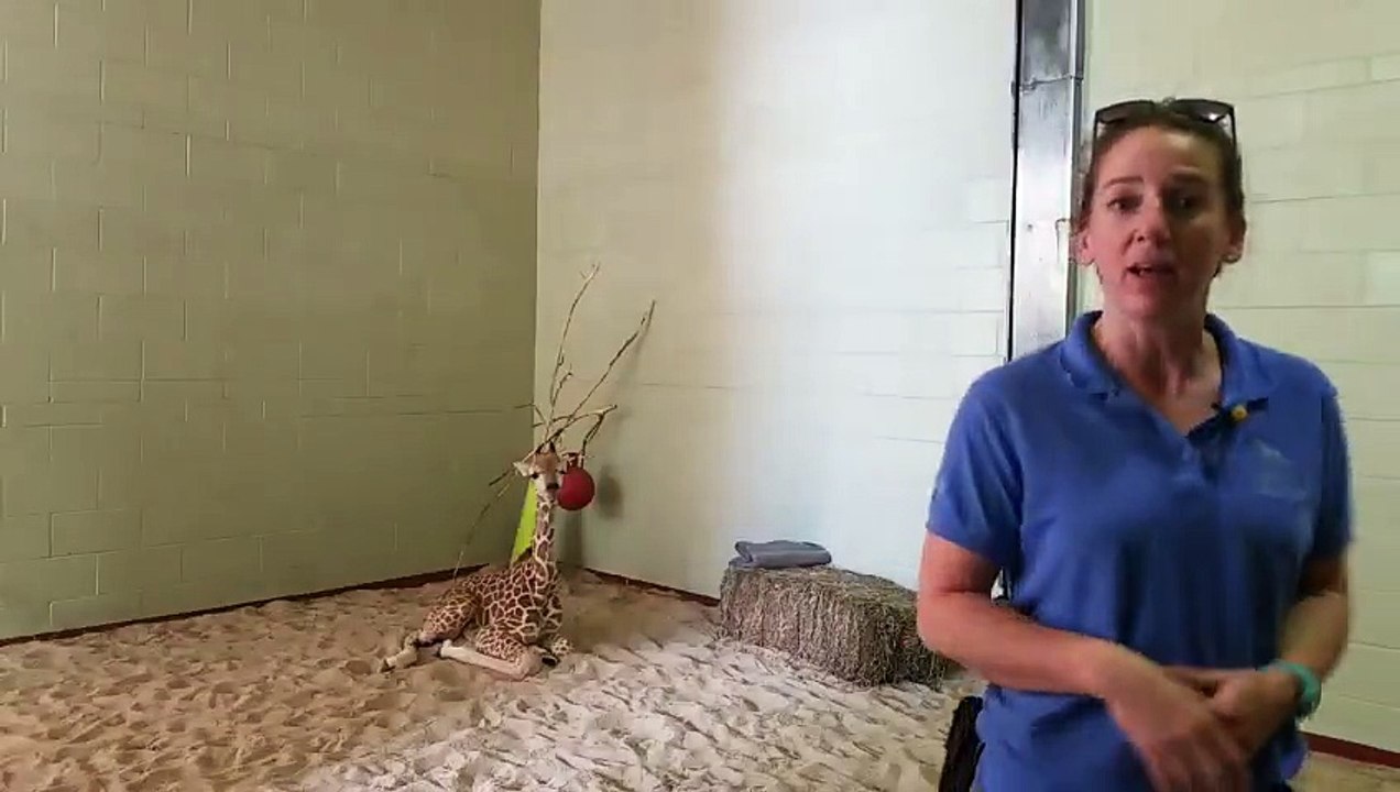 Penny the Giraffe Update Today