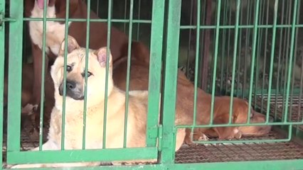 "식용 목적 개 도살 위법" 판결...찬반 재연 / YTN