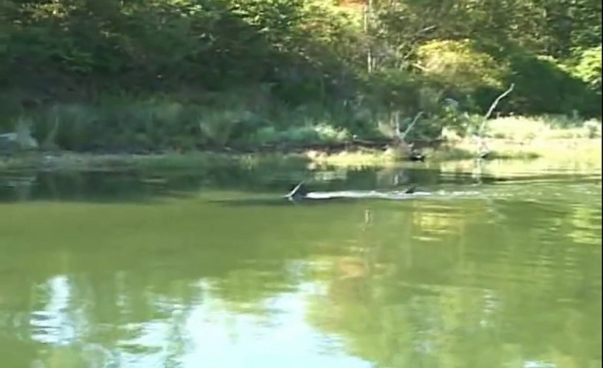 Adevnture news :Great White Shark in Massachusetts salt pond