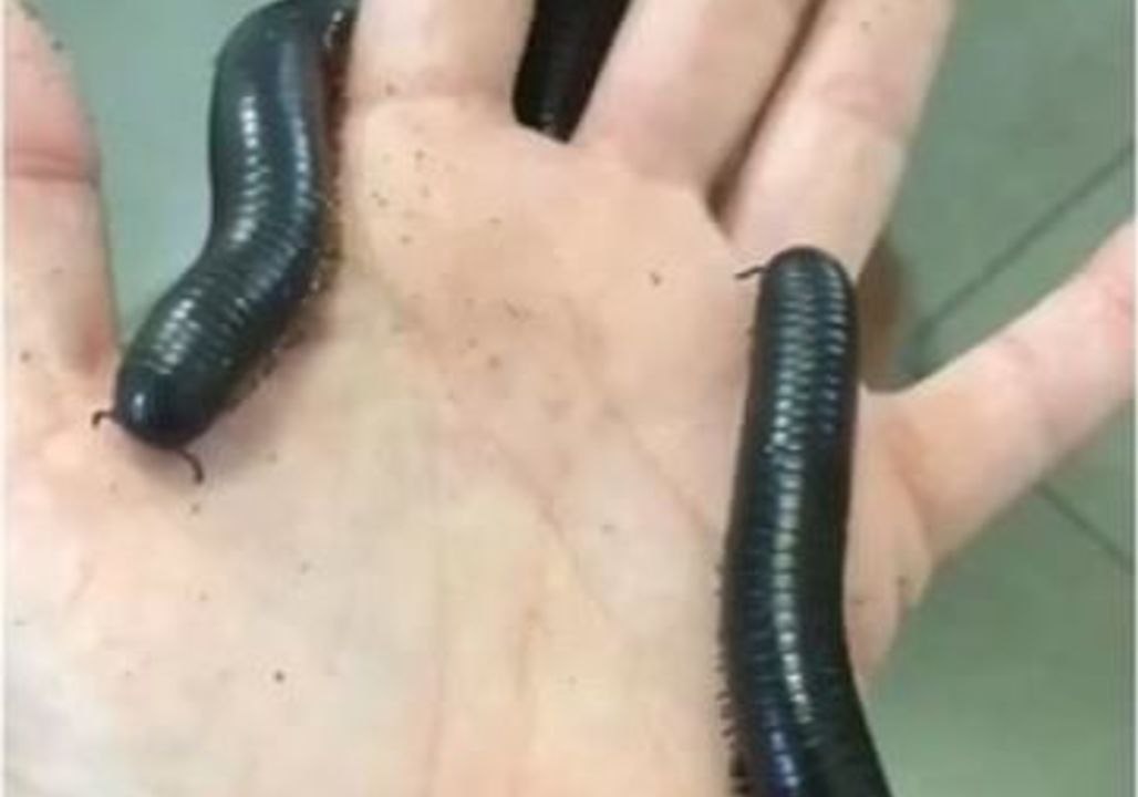 Large Millipedes Wrap Themselves Around Human Hand