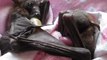Orphaned Bats Cuddle During Australian Winter