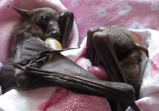 Orphaned Bats Cuddle During Australian Winter