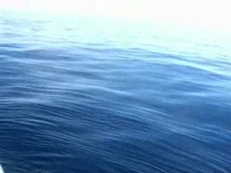 Jigging Seriole"Amberjack" rush