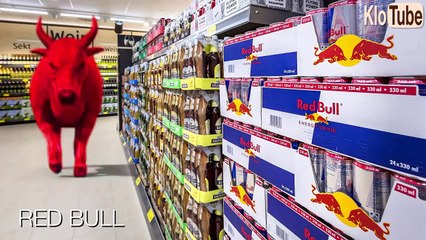 Die Kuh - Anatomie und Biologie | Alternative Fakten fürs Referat