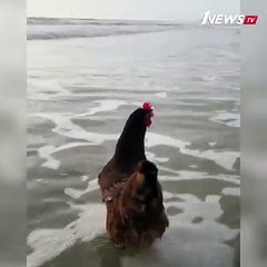 Даже курица уже на море! А ты открыл пляжный сезон?