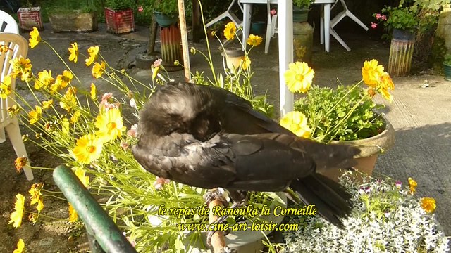 Ranouka La Corneille (Corvus corone) le repas film by JC Guerguy