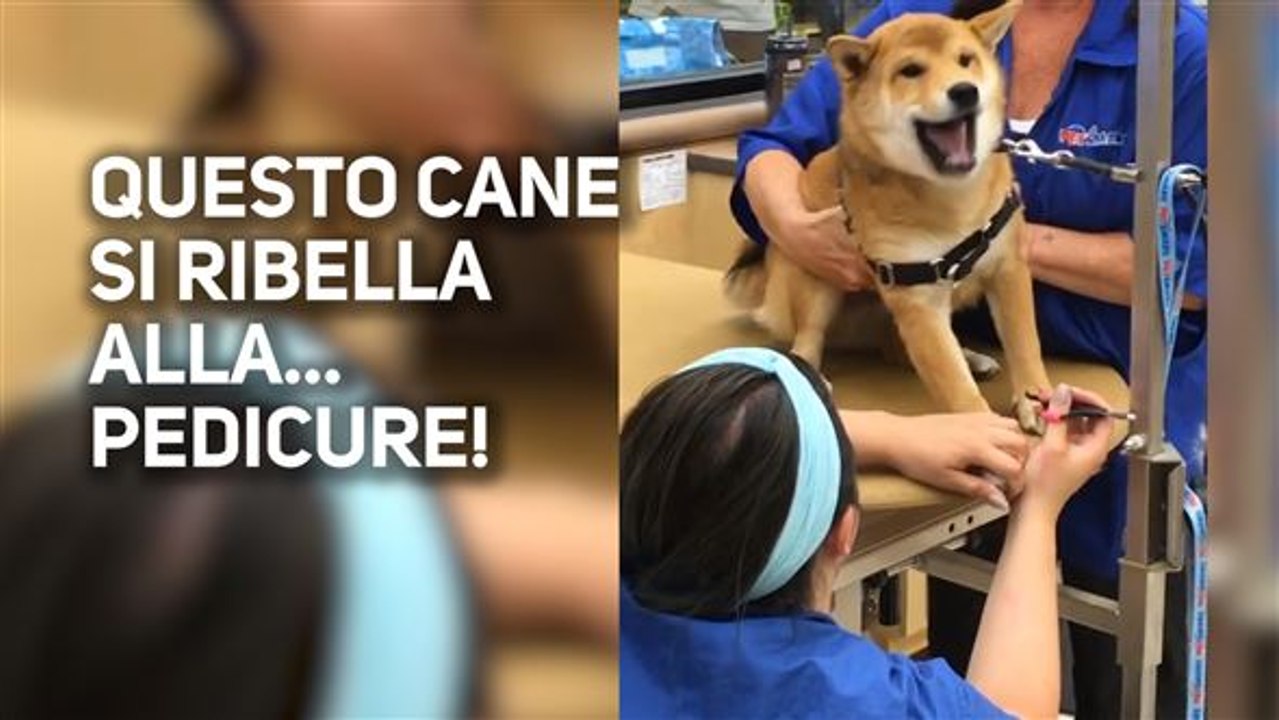 Una cane si ribella alla... pedicure?!