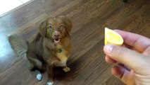 「なんじゃこれは！」犬にレモンをあげたら凄いリアクションをした笑