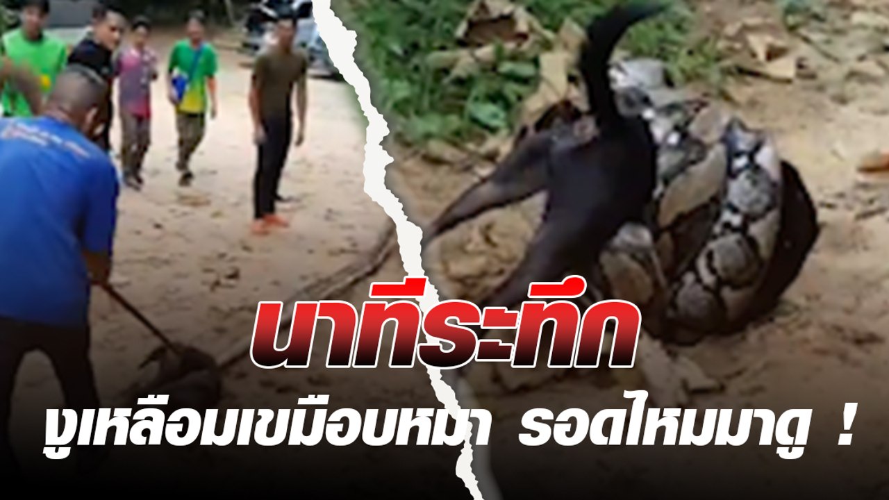 นาทีระทึก งูเหลือมเขมือบหมา รอดไหมมาดู !