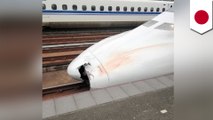 Body parts found in cracked nose of Japanese bullet train