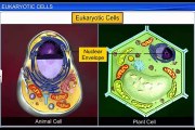 (3)CBSE Class 11 Biology, Cell  The Unit of Life – 3, Eukaryotic Cells