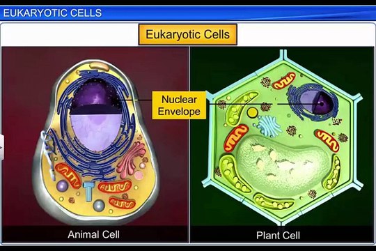 (3)CBSE Class 11 Biology, Cell The Unit of Life – 3, Eukaryotic Cells