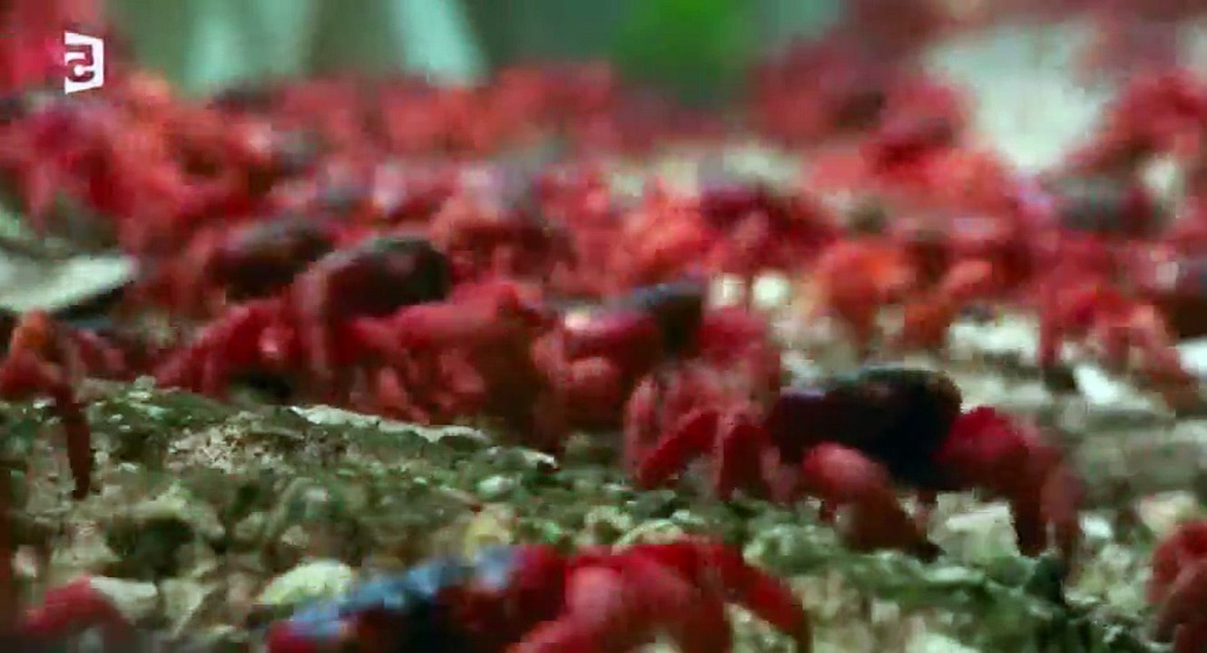 Planete Terre a Les Iles HDTV  264 mkv  Part 02