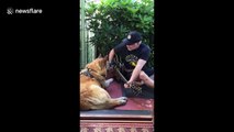 Dog strums guitar with Seattle owner for the first time