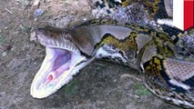 全長7メートルのニシキヘビに頭から丸吞み インドネシア人女性の遺体見つかる - トモニュース