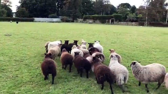 Le pire chien de berger face au troupeau de moutons