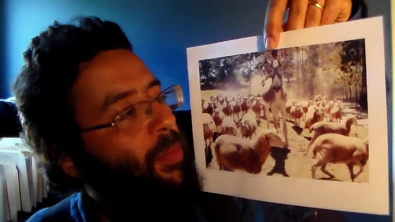 186(6) - Burro - Um animal com Mérito