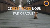 Ce bébé Teckel est beaucoup trop mignon