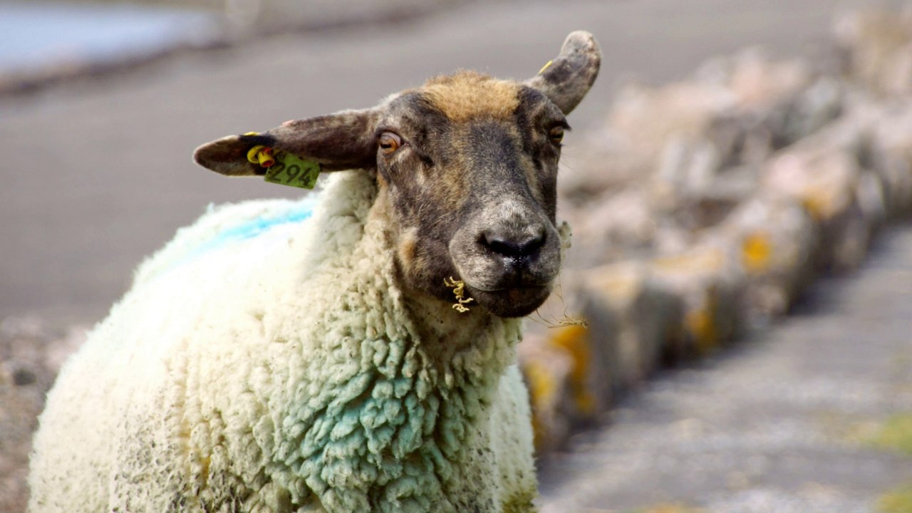 Pellwormer Inselbilder, oder: schaue Schafe am Deich, in immer gleicher Form