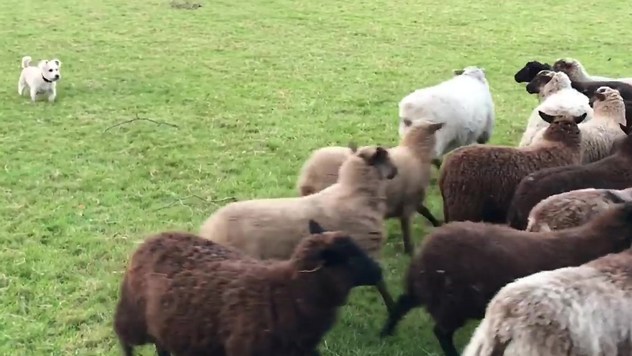 Des moutons courent après un chien