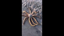 Watching a sea star slowly walk along a sandbar will mesmerize you