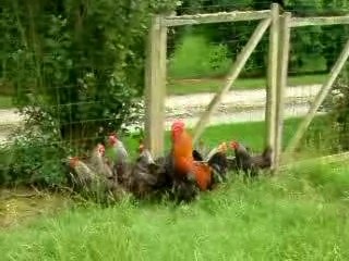 poules et poulet