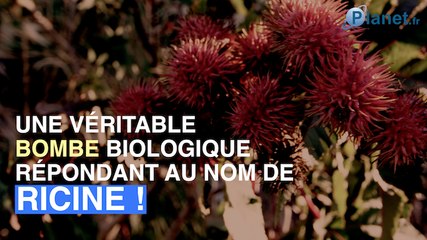 Attentat déjoué en France : c’est quoi la ricine, cette bombe biologique ?