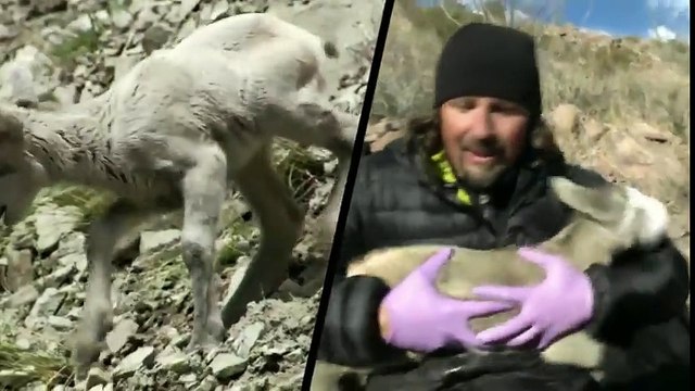 ดู America The Wild ซีซั่น 2 ตอน 4 ซับไทย