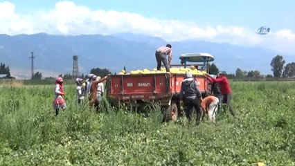 Aromasıyla Meşhur Kırıkhan Kavununun Hasadı Başladı